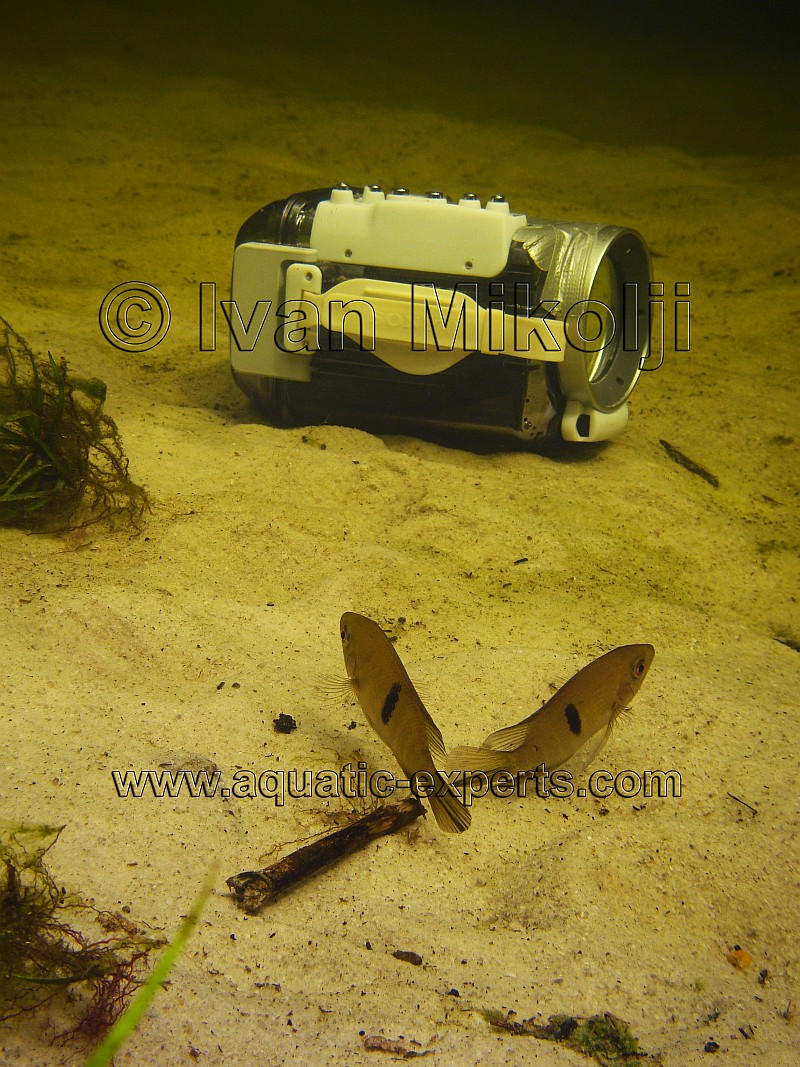 Hypselecara coryphaenoides